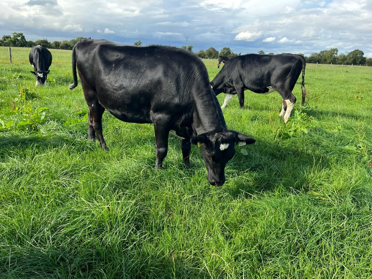 Incalf Heifers - Image 1