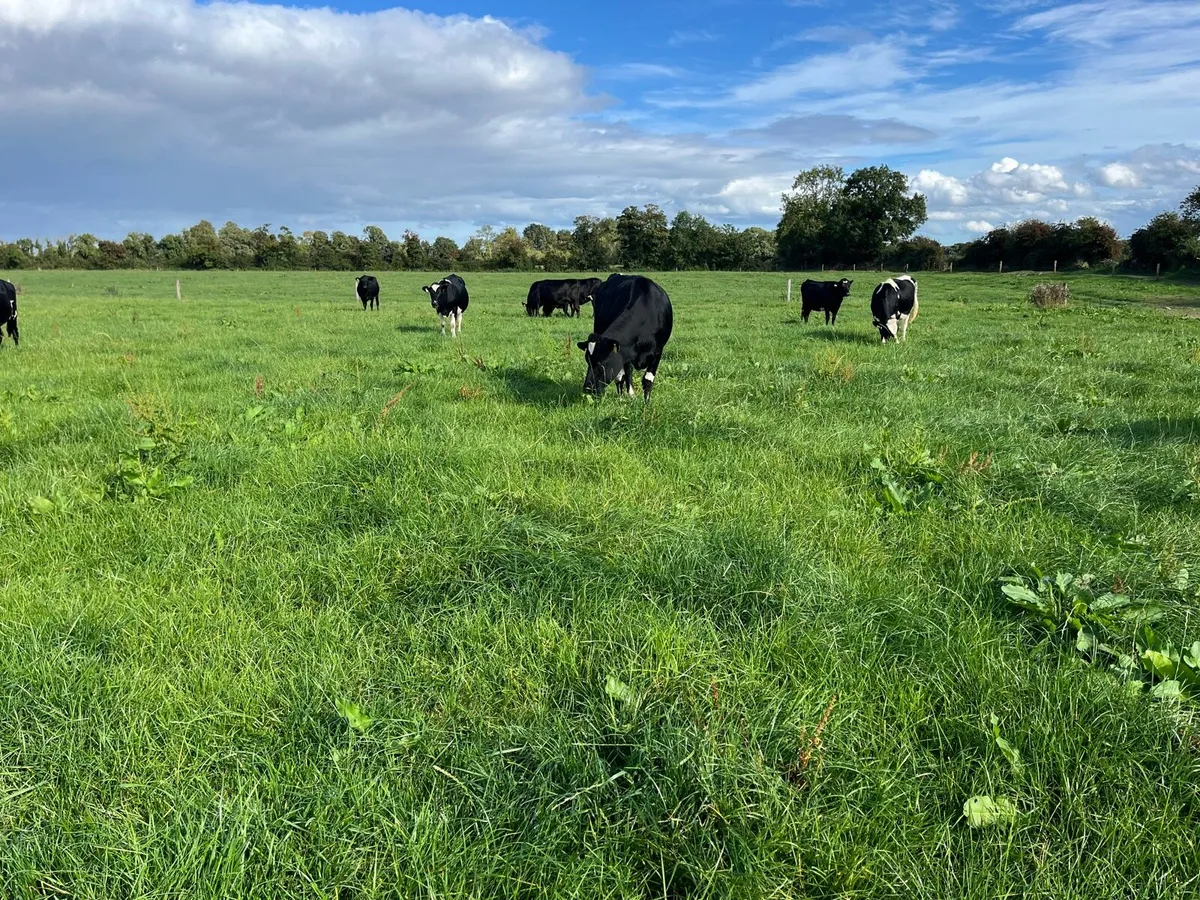 Incalf Heifers - Image 3