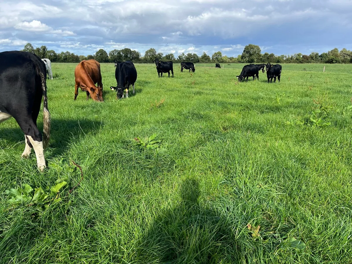 Incalf Heifers - Image 4