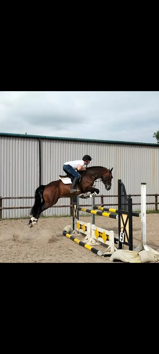 7 Yr Old Irish Sports Pony Stallion - Image 2