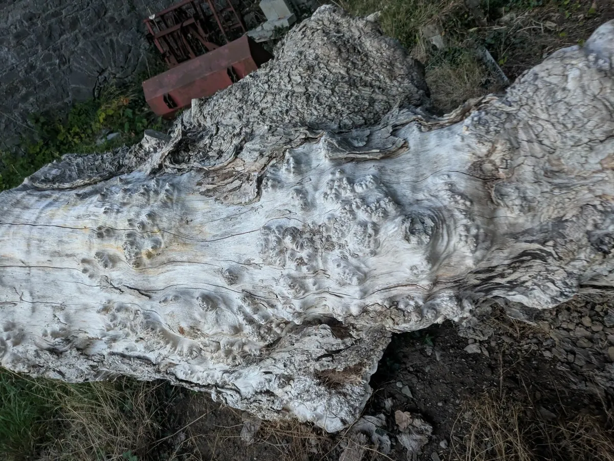 Silver birch berl - Image 2