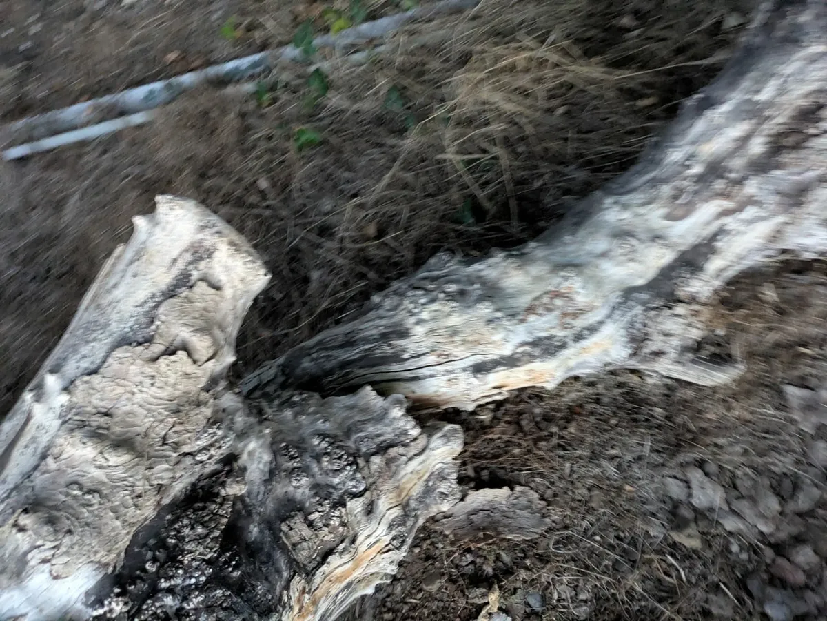 Silver birch berl - Image 3