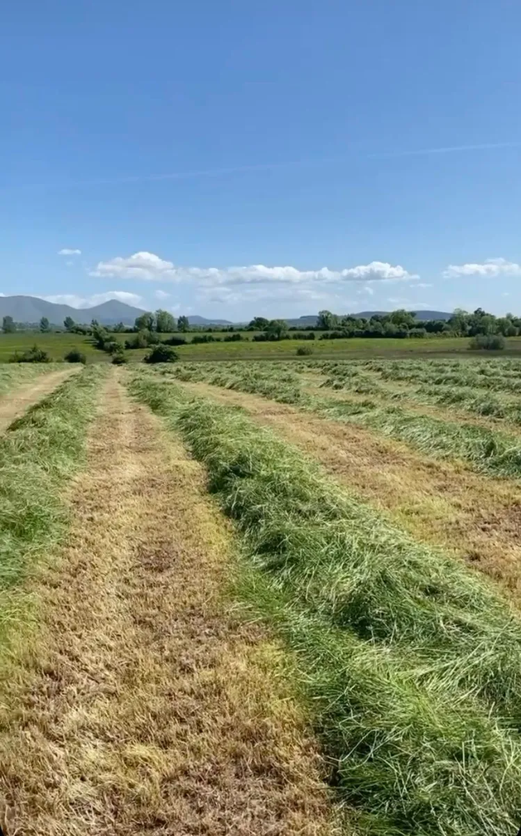 25 acres of silage grass for sale