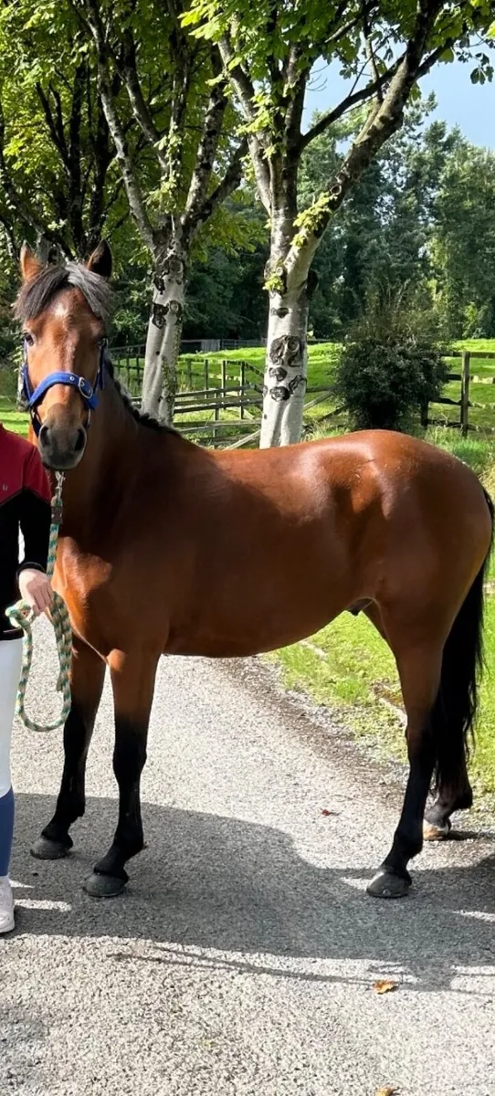 Perfect family Pony - Image 1