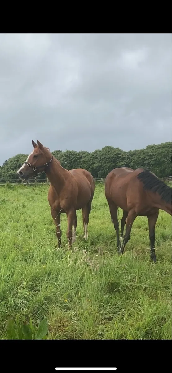 thoroughbred mare for sale - Image 1