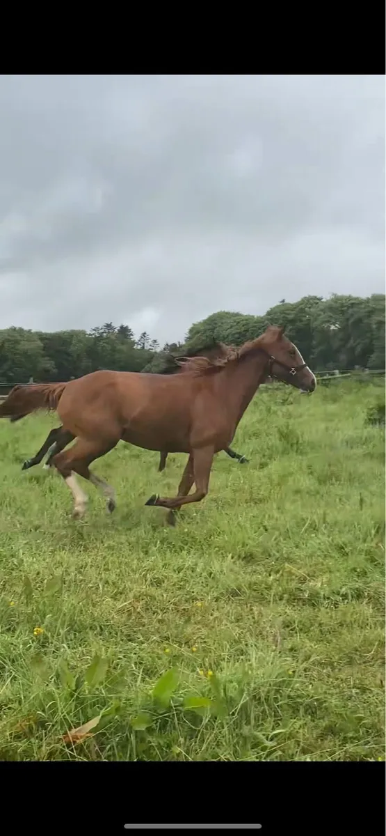 thoroughbred mare for sale - Image 2