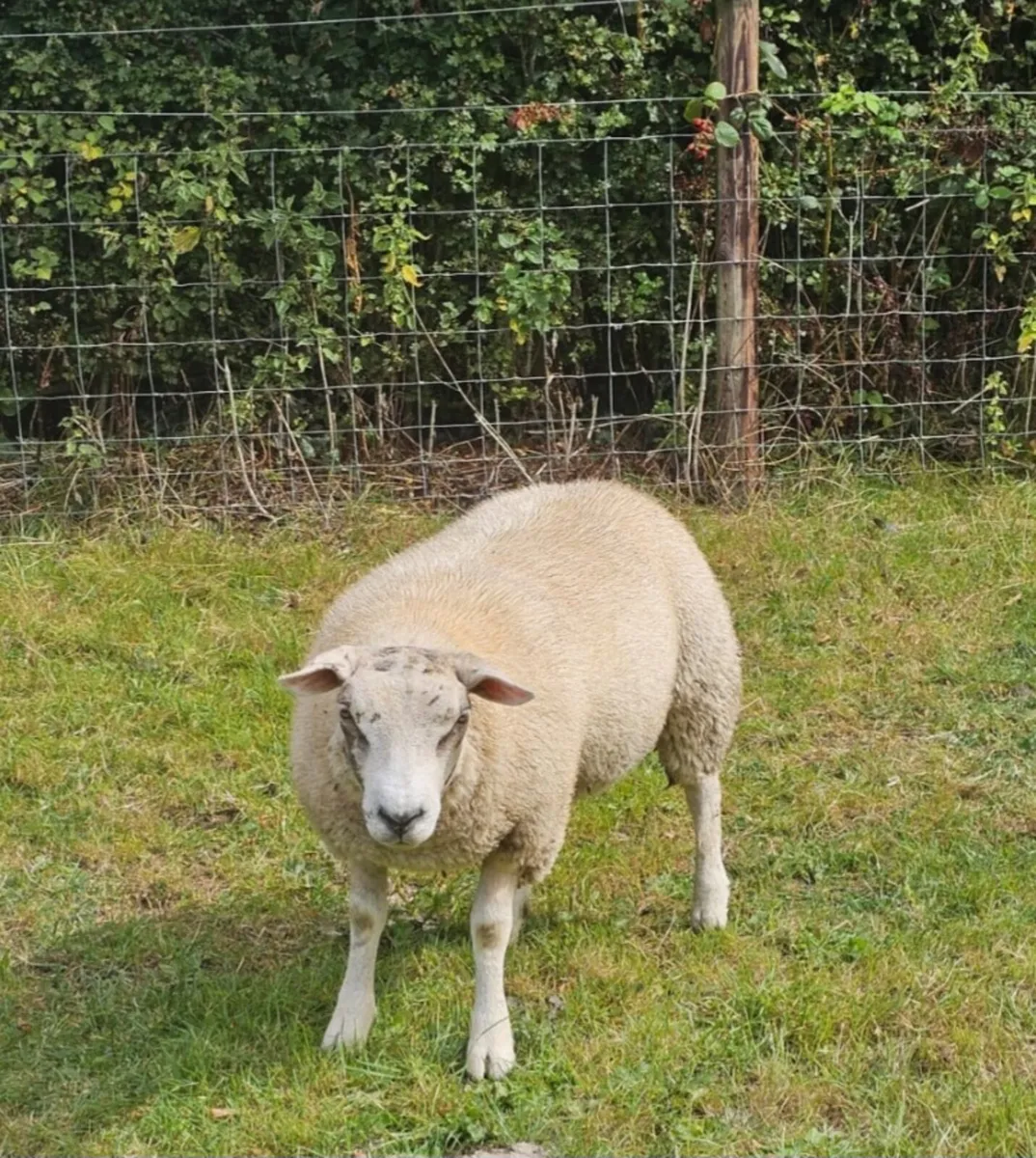 Ram lambs - Image 1