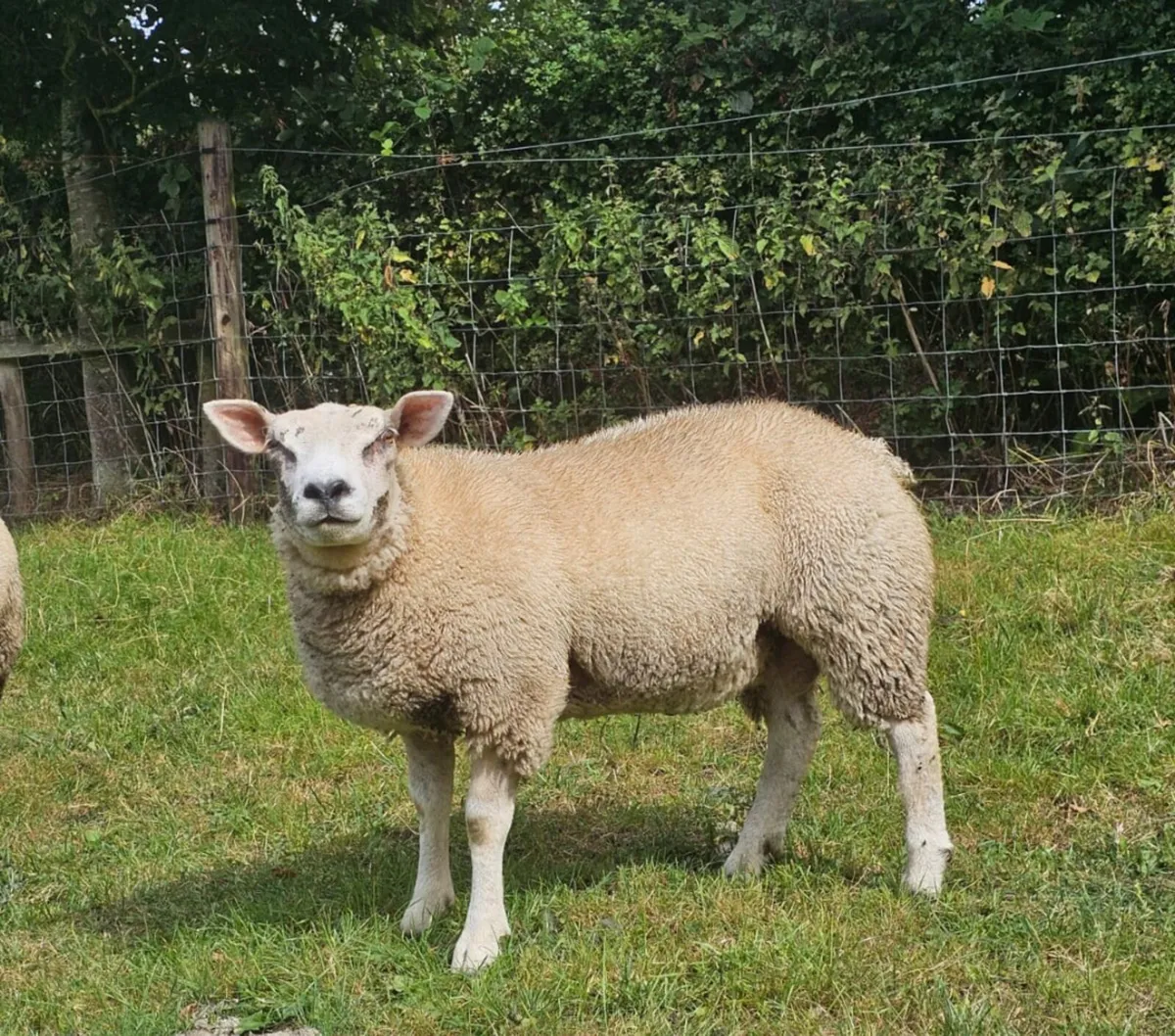 Ram lambs - Image 2
