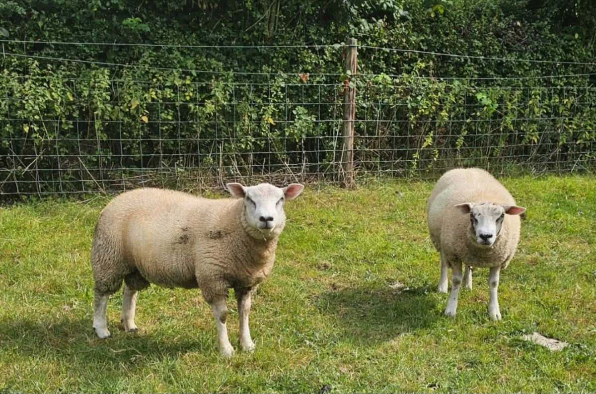 Ram lambs - Image 3