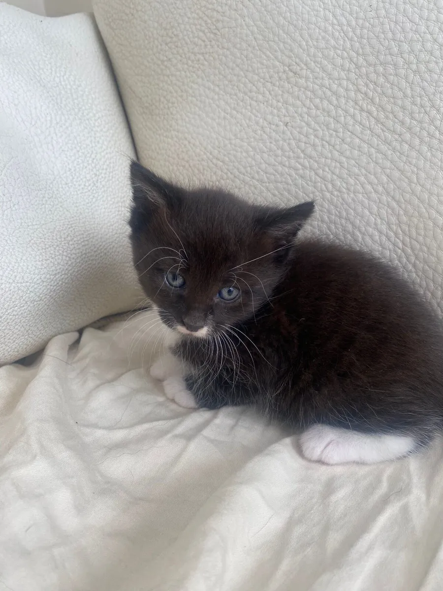 Kittens - Image 1
