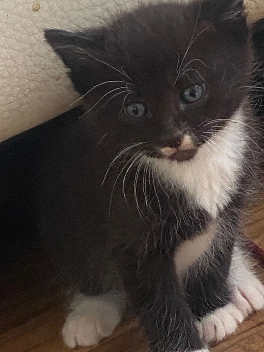 Kittens - Image 2