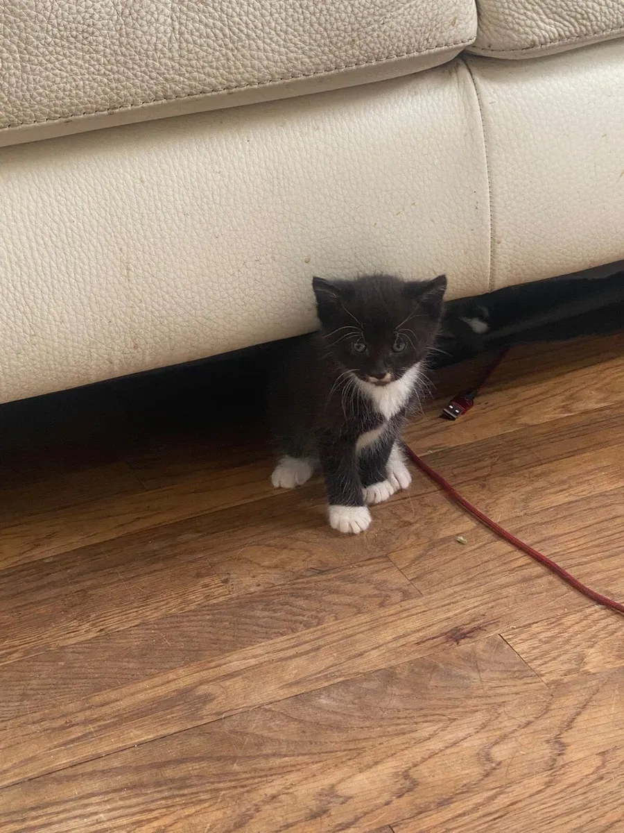 Kittens - Image 3