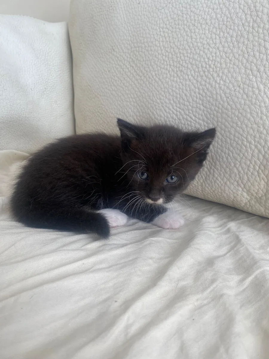 Kittens - Image 4
