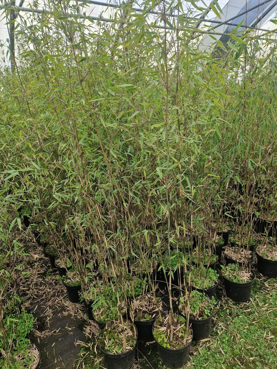 Bamboos plants.  Delivery available - Image 1