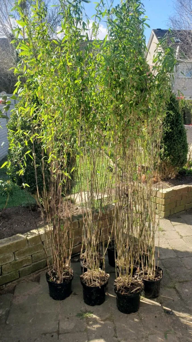 Bamboos plants.  Delivery available - Image 3