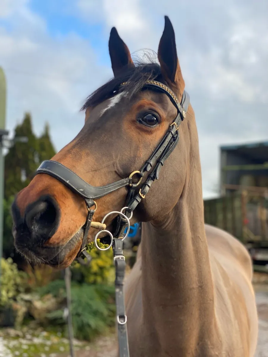 Allrounder Gelding - Image 1