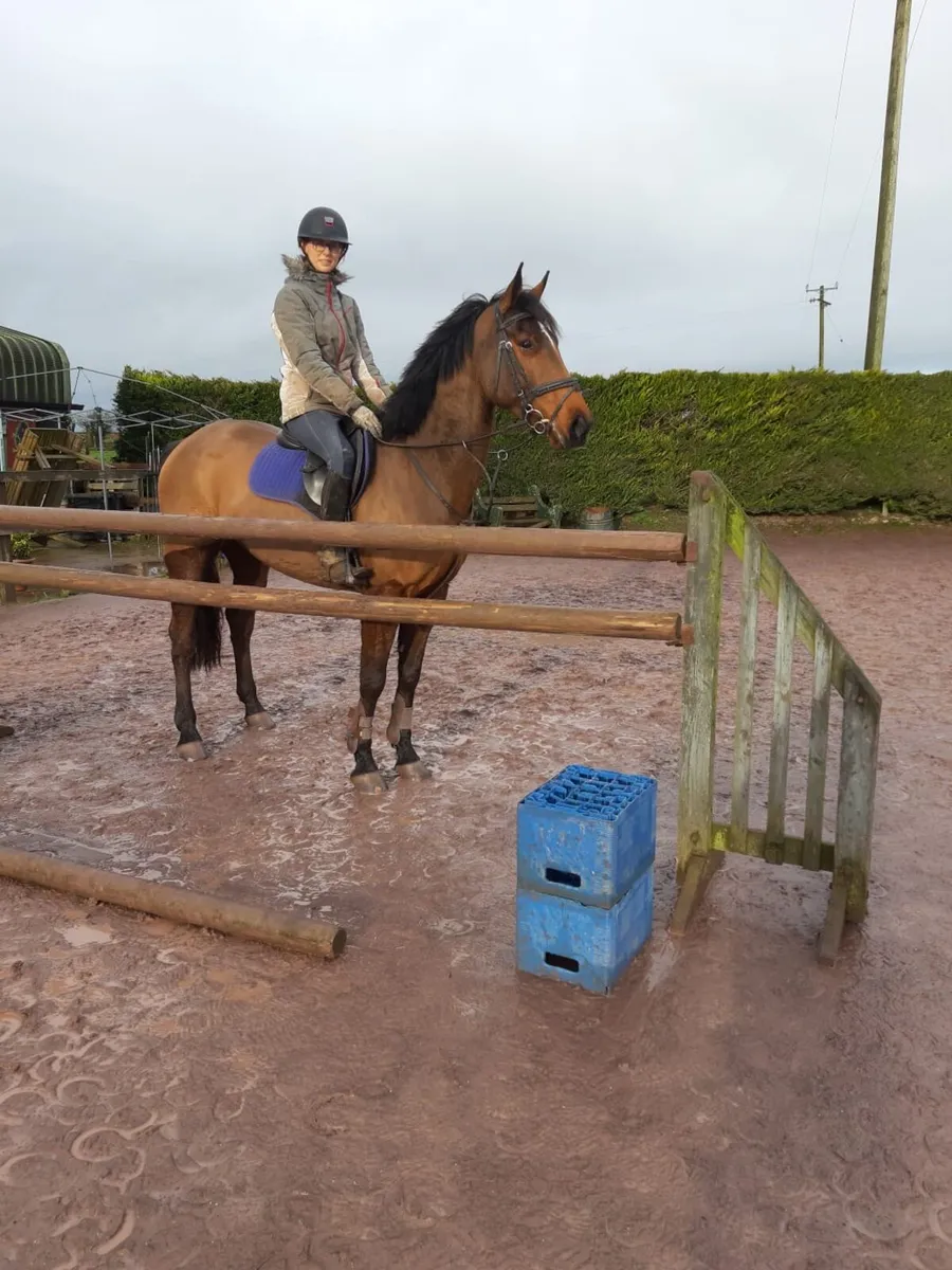 Allrounder Gelding - Image 2