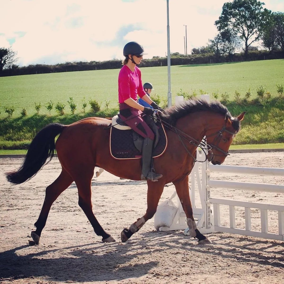 Allrounder Gelding - Image 3
