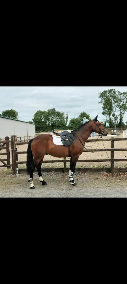7 Yr Old Irish Sports Pony Stallion - Image 1