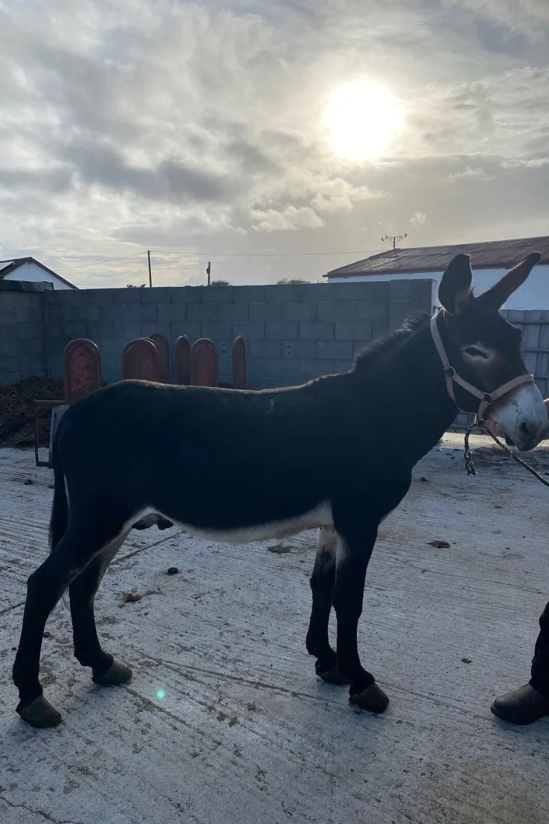 Horse - Image 1