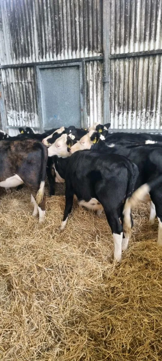 Weanling heifers - Image 1