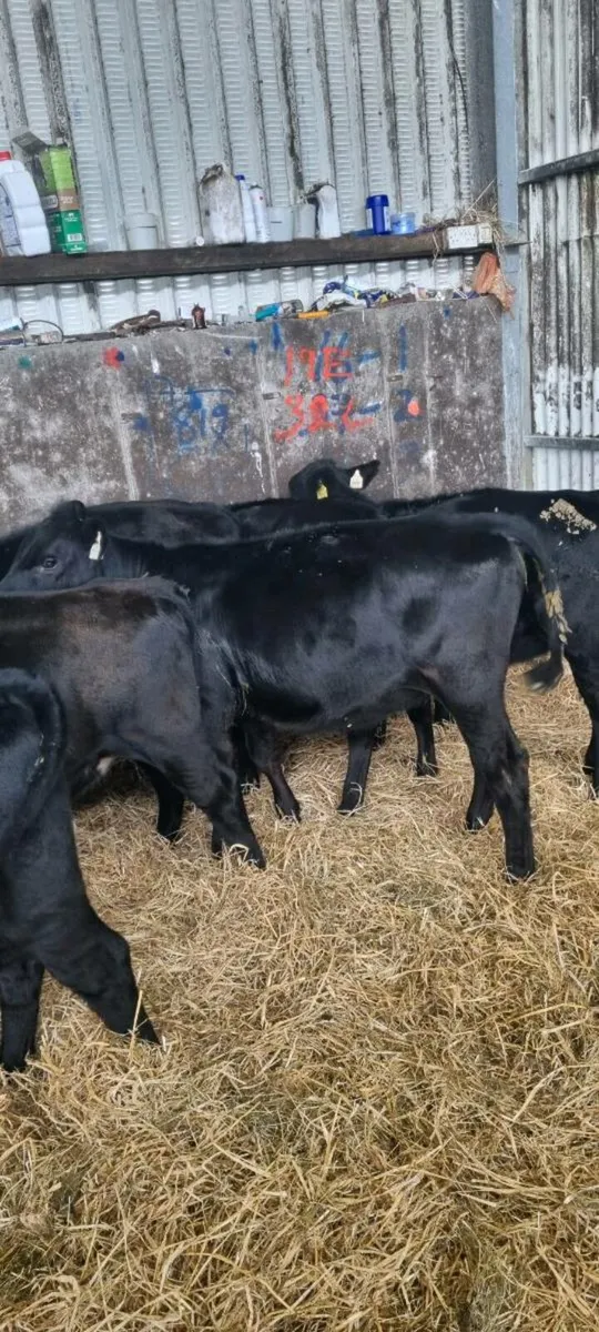 Weanling heifers - Image 2