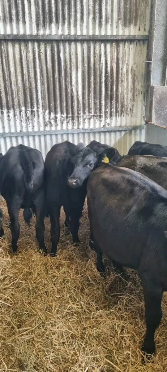Weanling heifers - Image 3