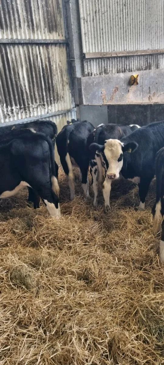 Weanling heifers - Image 4