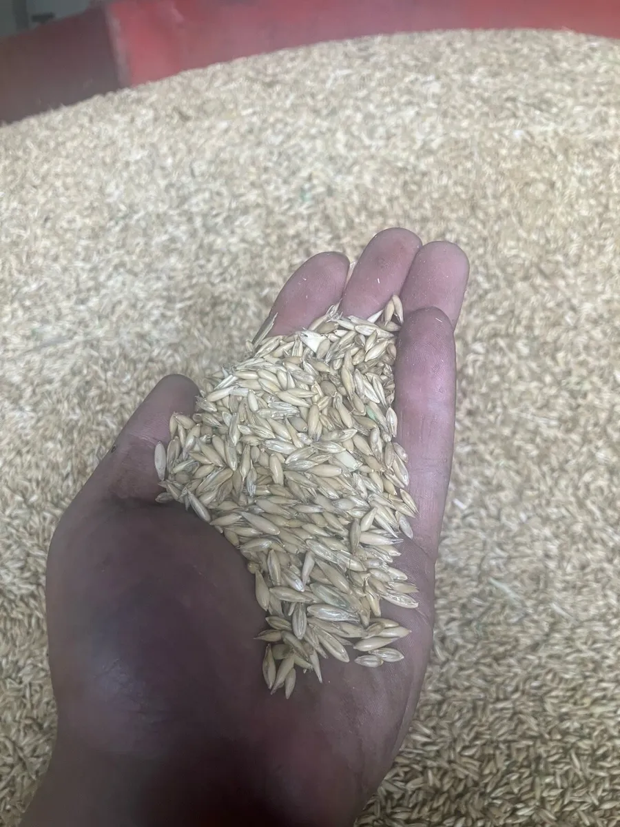 Corn Oats