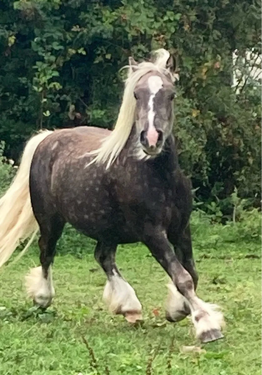 Silver dapple gelding - Image 2