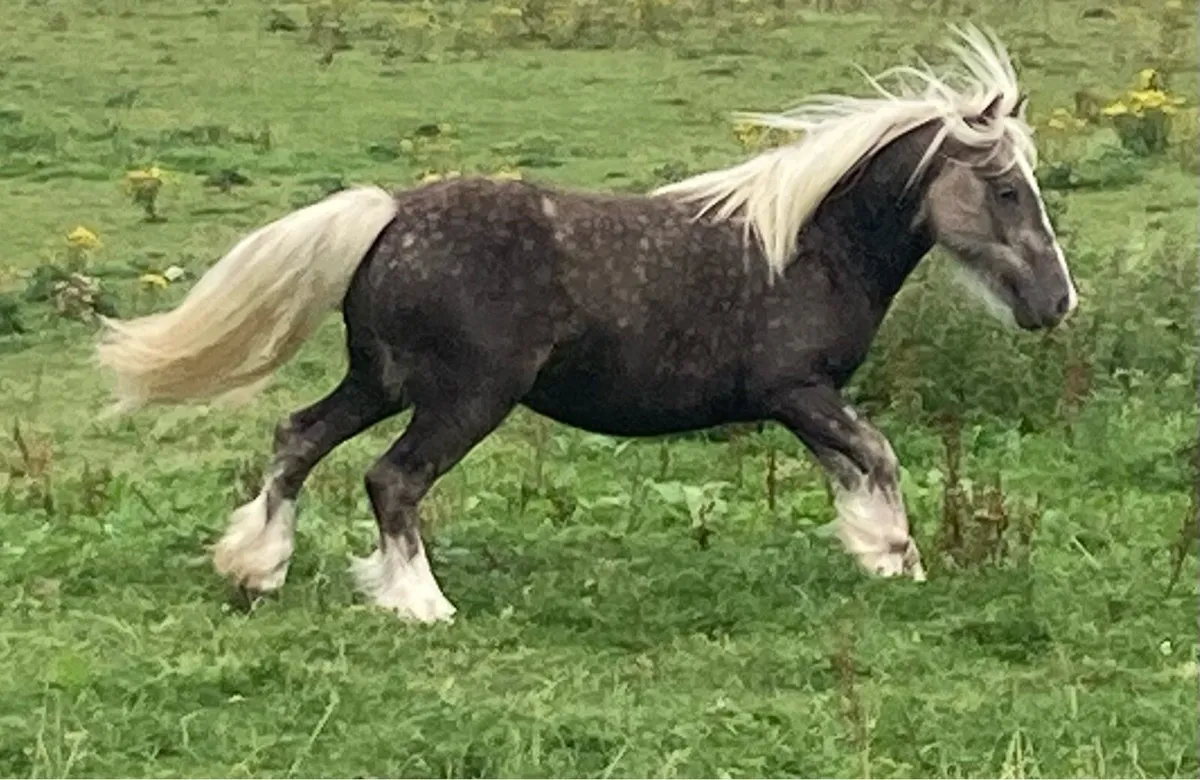 Silver dapple gelding - Image 3