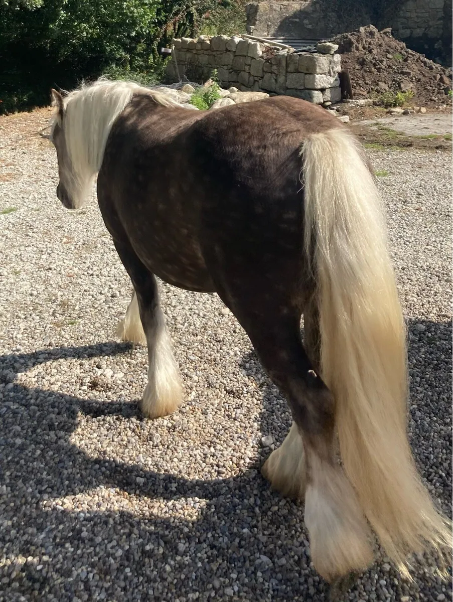 Silver dapple gelding - Image 4