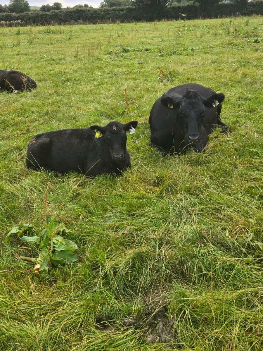 A purebred starter pack, cow. Calf and in calf - Image 1