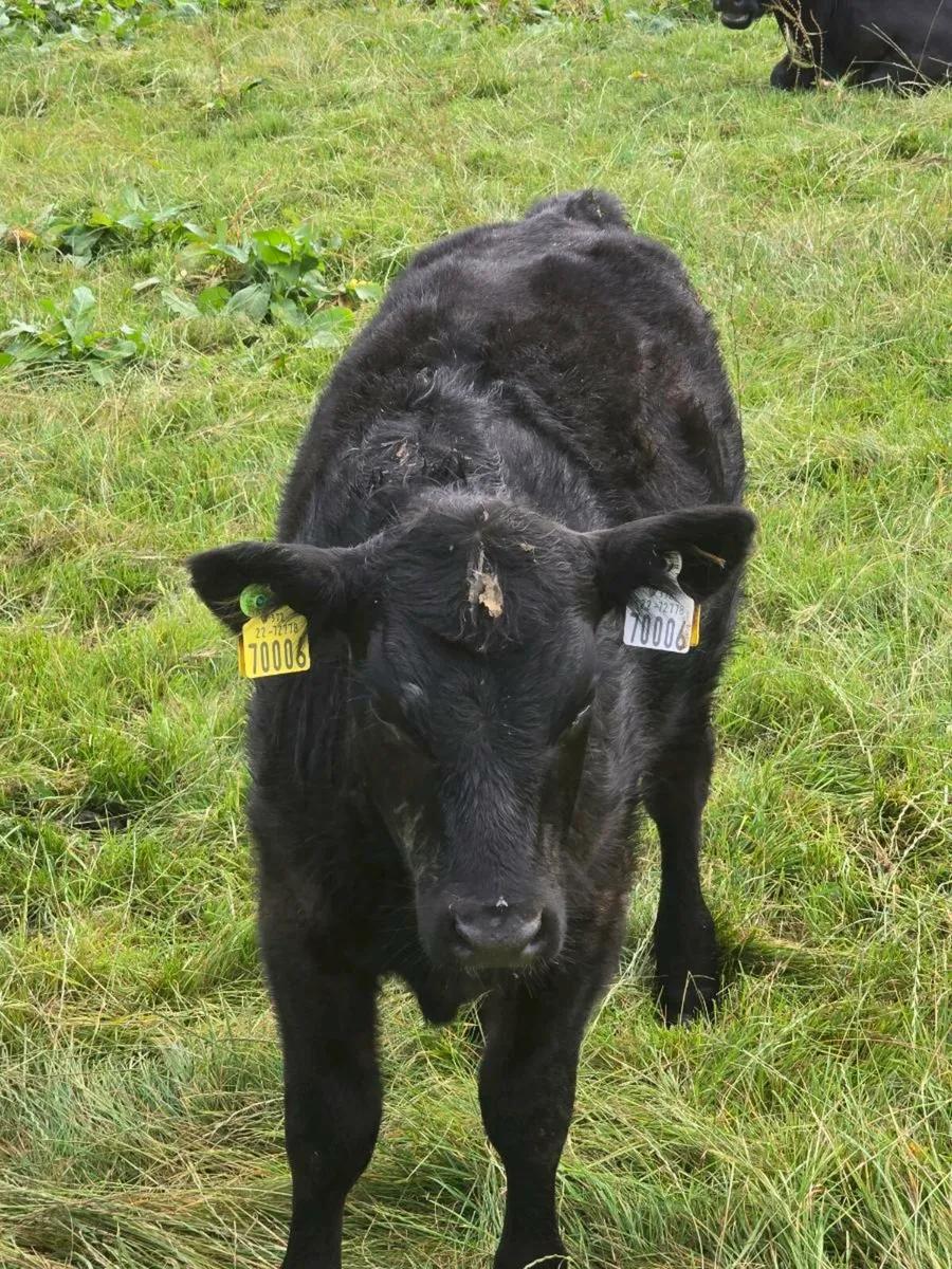 A purebred starter pack, cow. Calf and in calf - Image 2