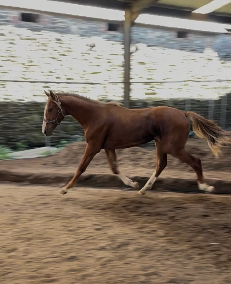 Sligo Candy Boy Gelding - Image 1