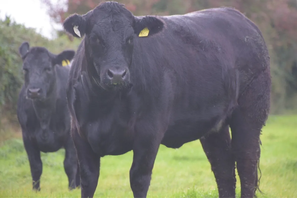Angus Heifers 5* Organic Roscommon Mart 29th Aug - Image 1