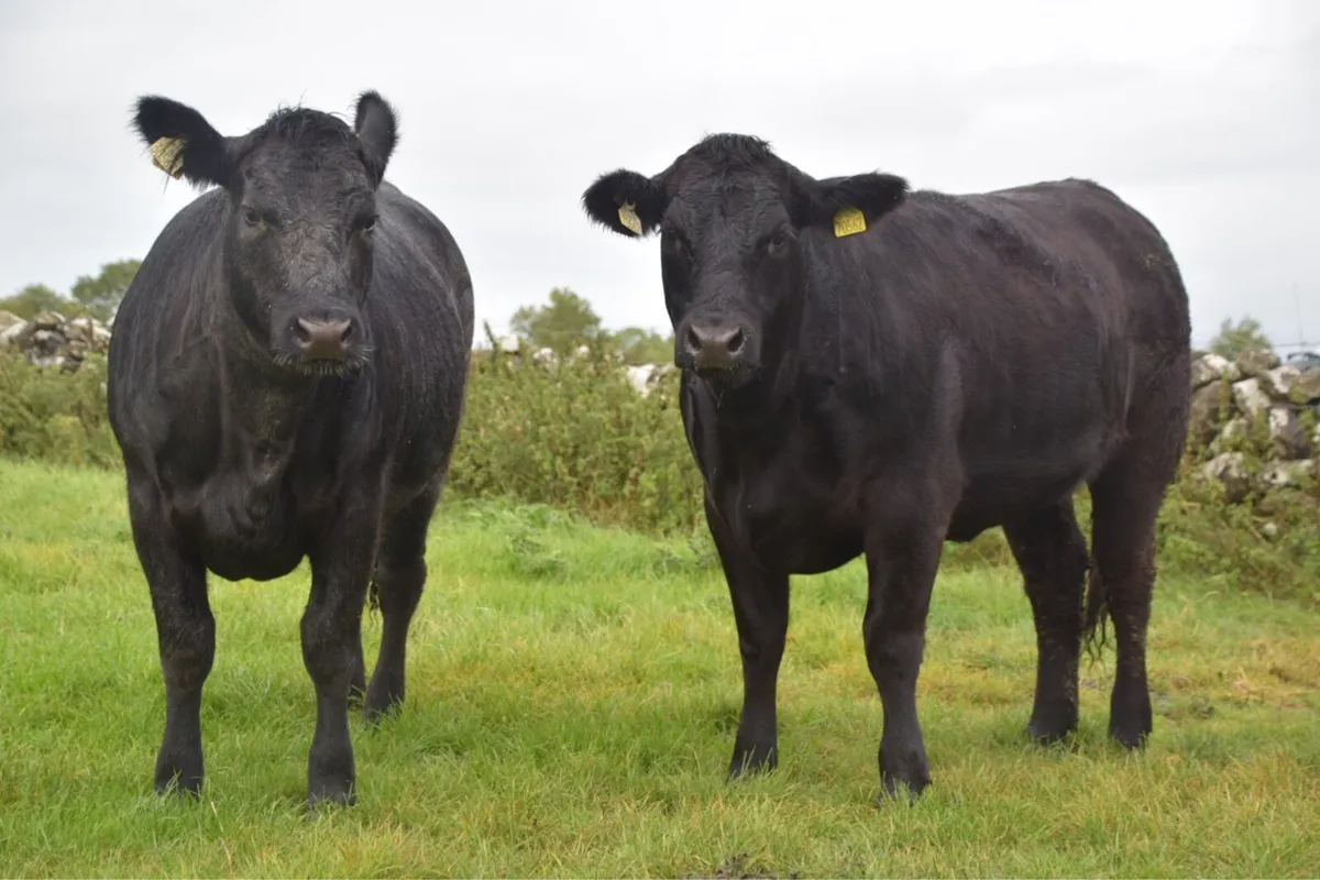 Angus Heifers 5* Organic Roscommon Mart 29th Aug - Image 2