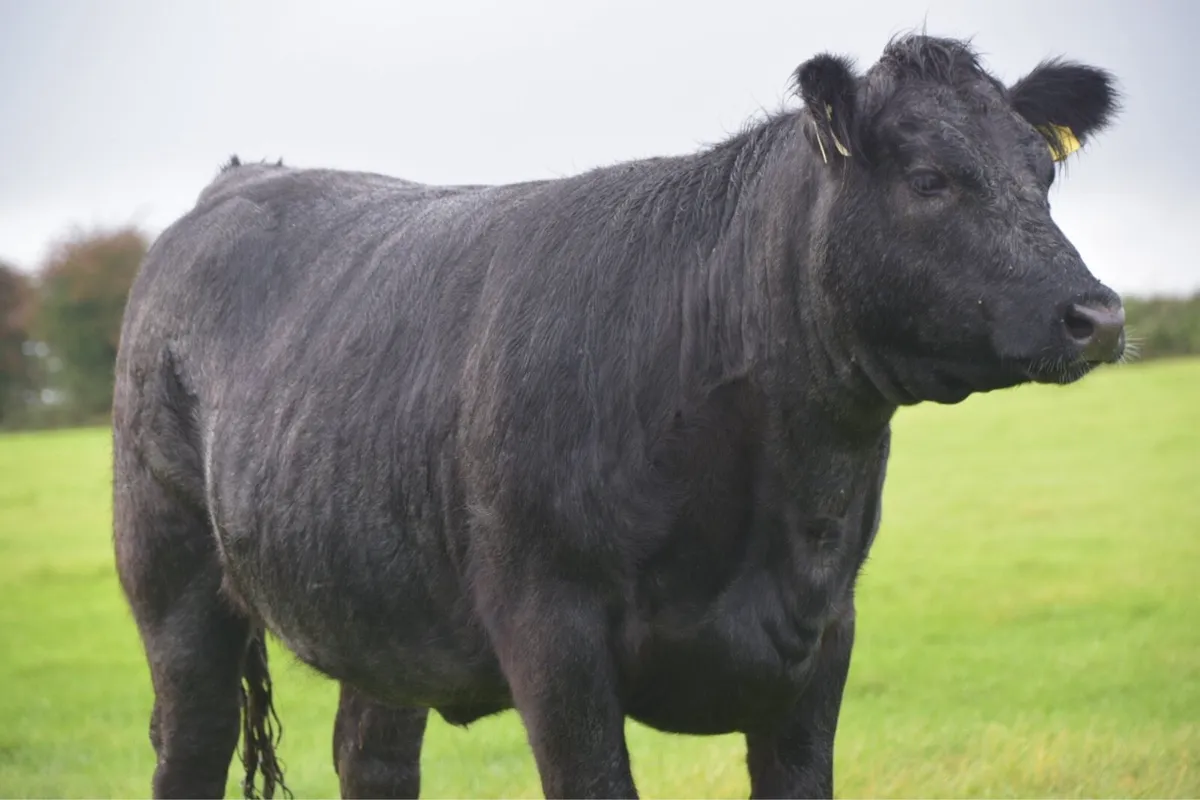 Angus Heifers 5* Organic Roscommon Mart 29th Aug - Image 3