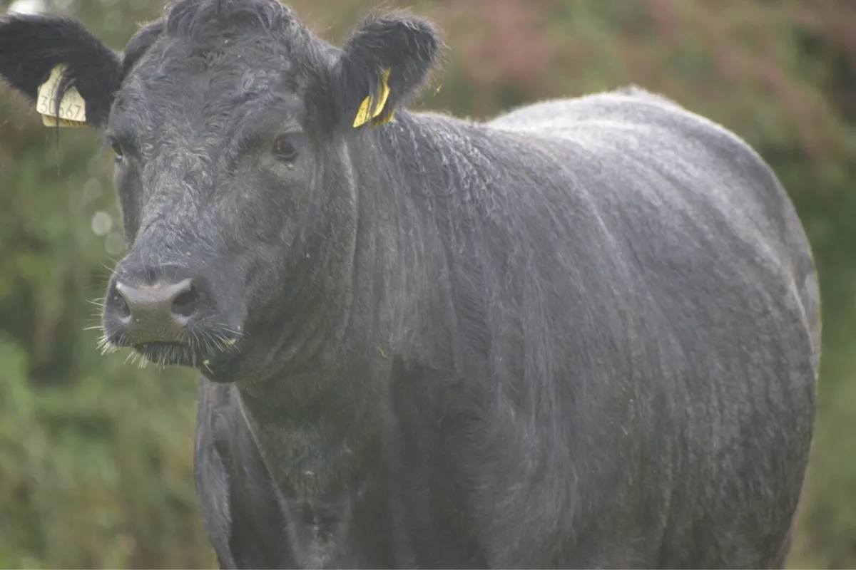Angus Heifers 5* Organic Roscommon Mart 29th Aug - Image 4
