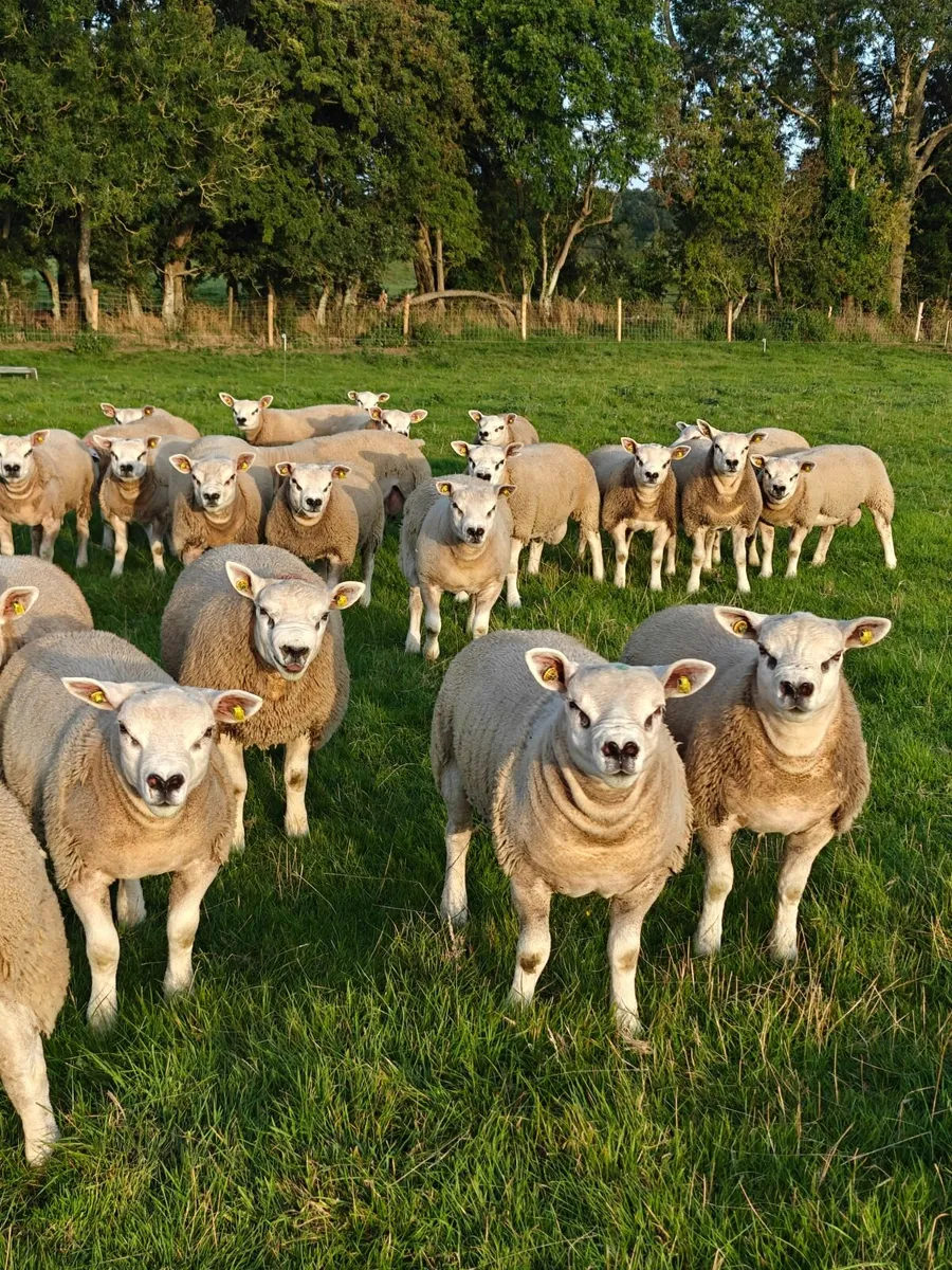 Texel Ram Lambs - Image 1