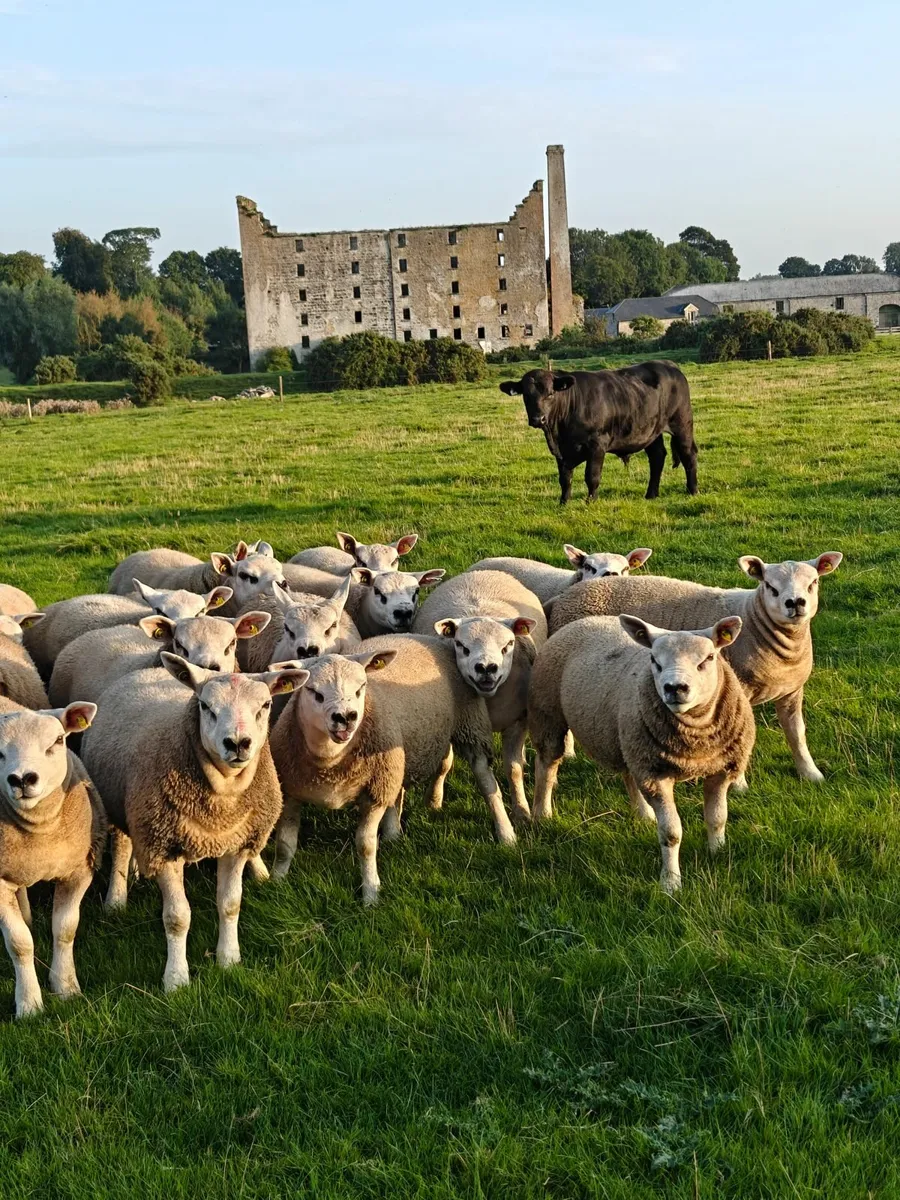 Texel Ram Lambs - Image 3