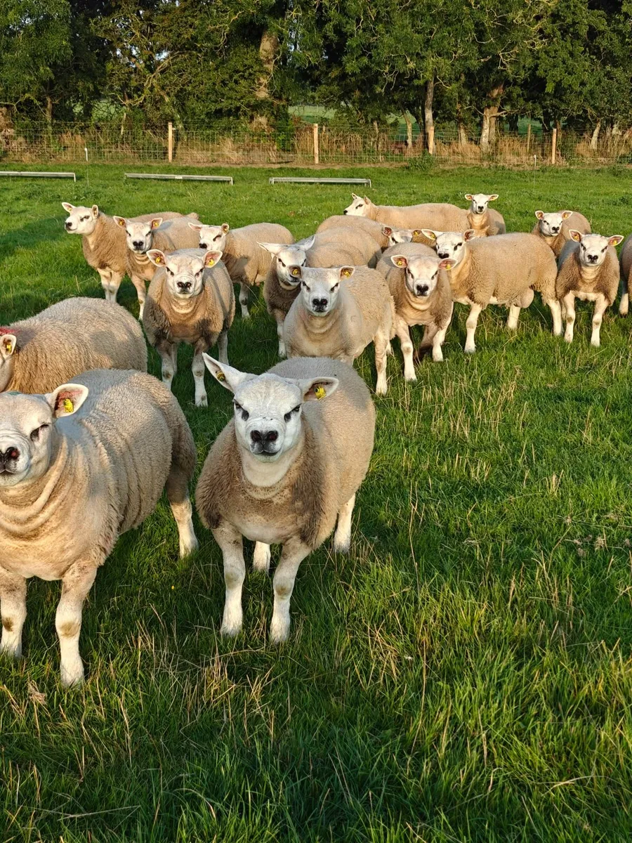 Texel Ram Lambs - Image 2
