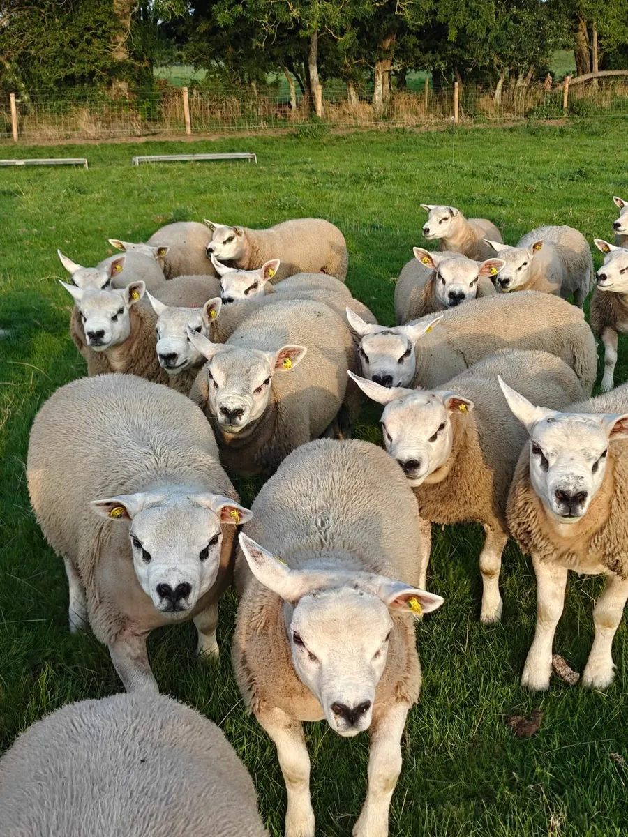 Texel Ram Lambs - Image 4