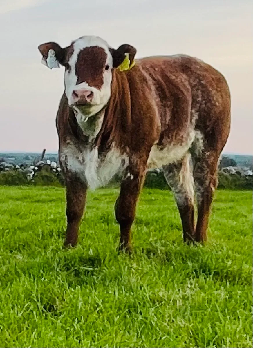 Exceptional heifer - Image 1