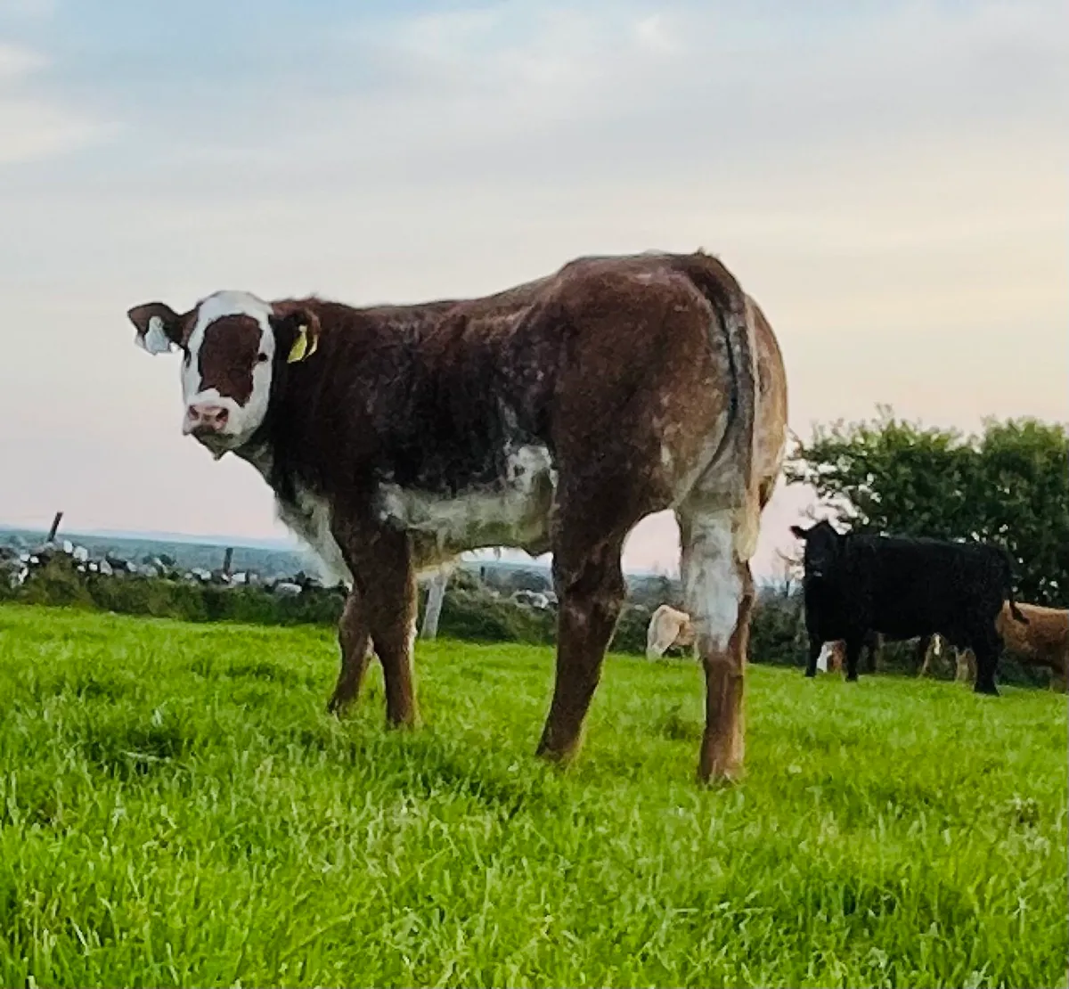 Exceptional heifer - Image 2