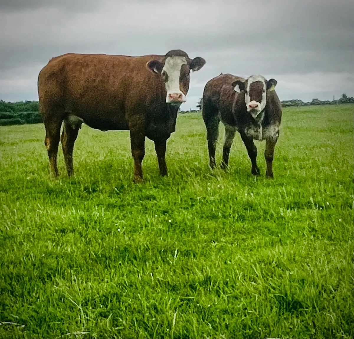 Exceptional heifer - Image 3