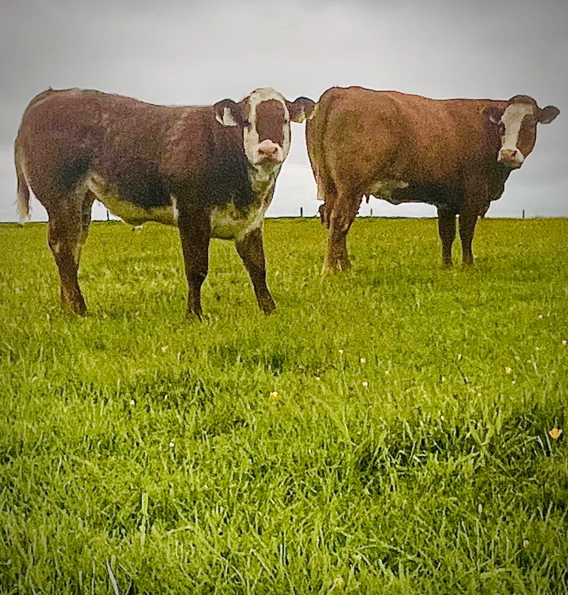 Exceptional heifer - Image 4