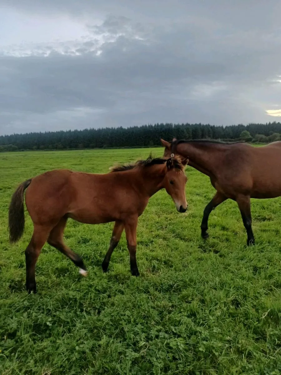Broodmare - Image 1