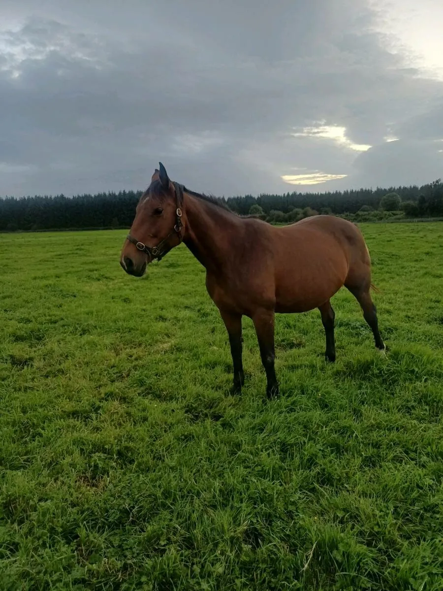 Broodmare - Image 2