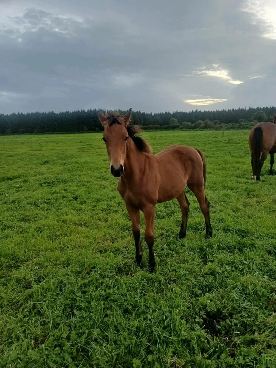 Broodmare - Image 4